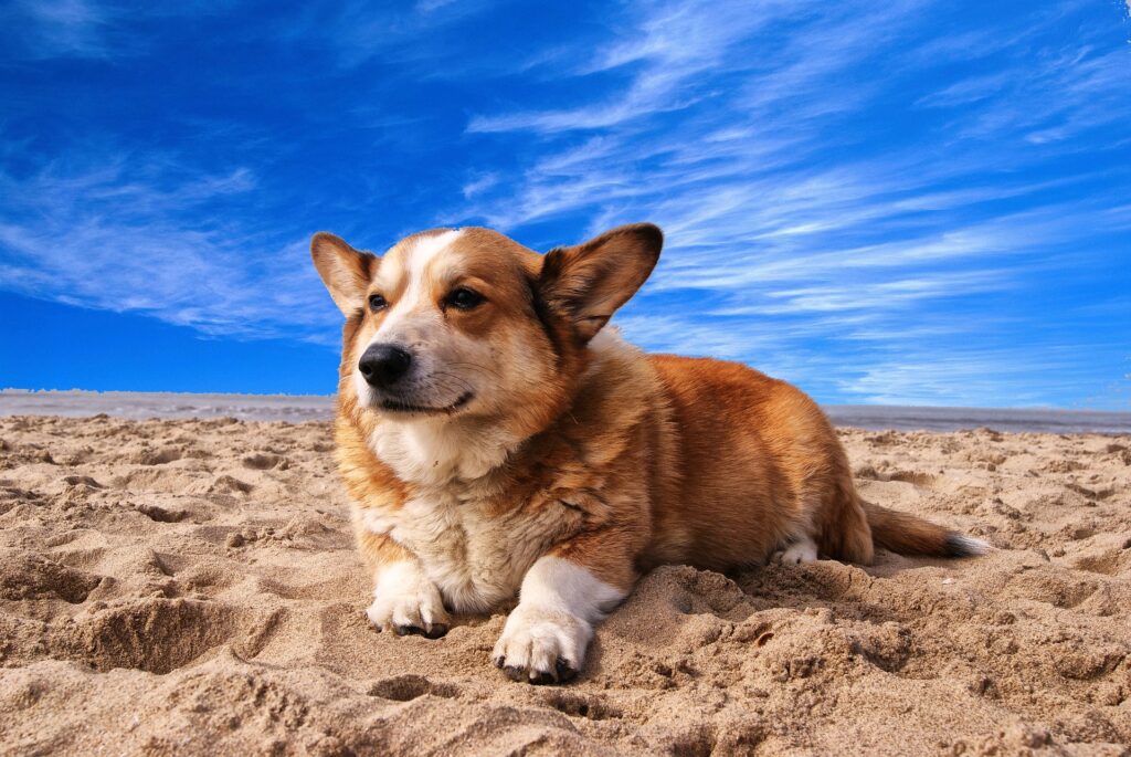 Hund im Urlaub am Strand