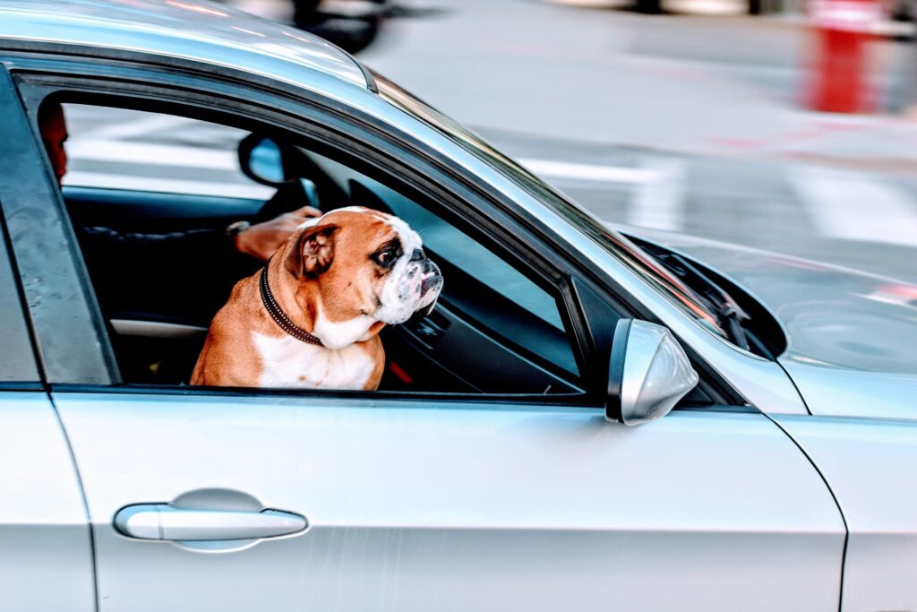 DM-004  Hundesitz für Auto Rücksitz für kleine bis mittlere Hunde