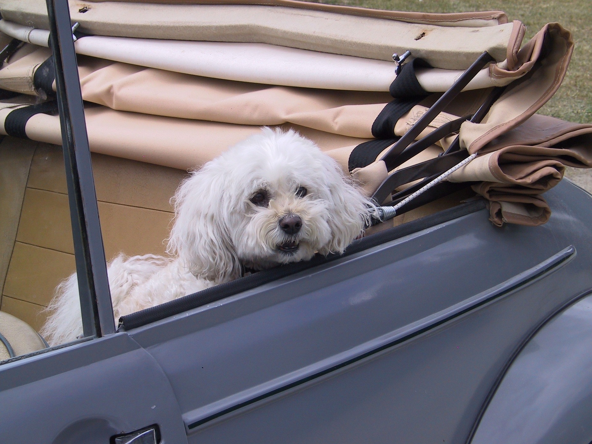 Weißer Hund im Cabrio