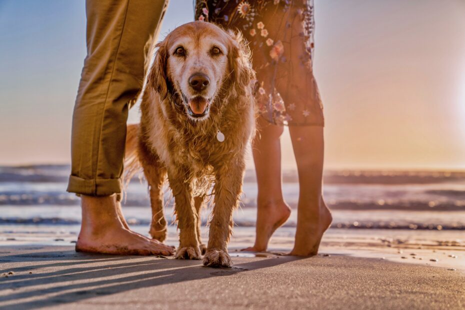 Hund mit Paar am Strand