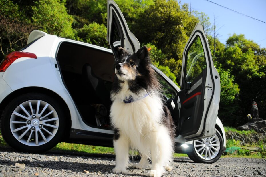 Schwarz-weißer Hund steht vor einem Auto