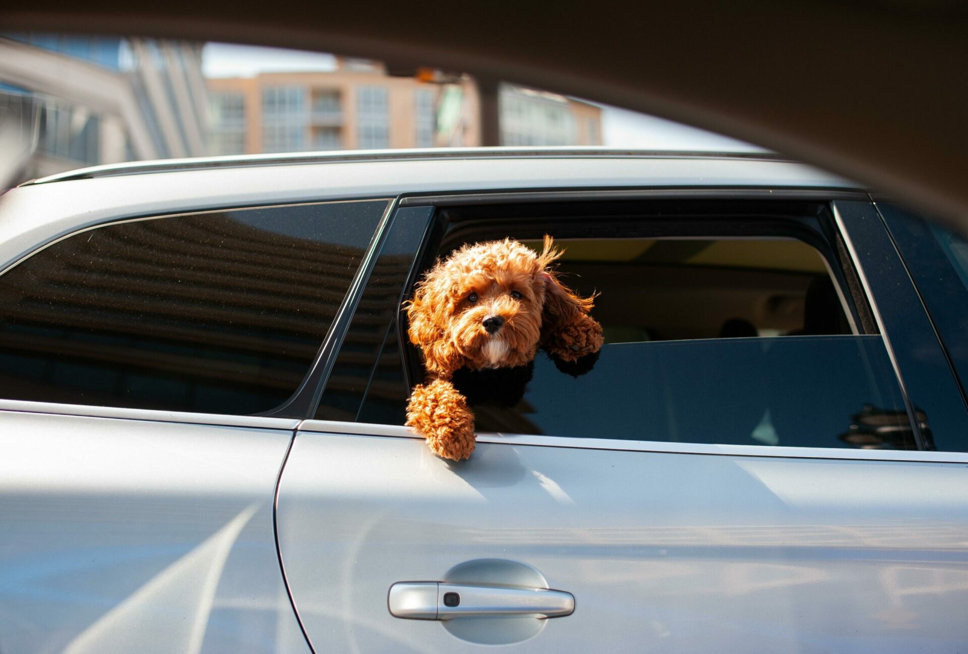 Hunde-Autositz oder Transportbox: So entscheidest du richtig
