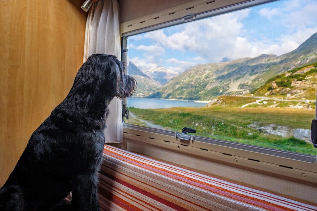 Hund sitzt im Wohnmobil und guckt aus Fenster