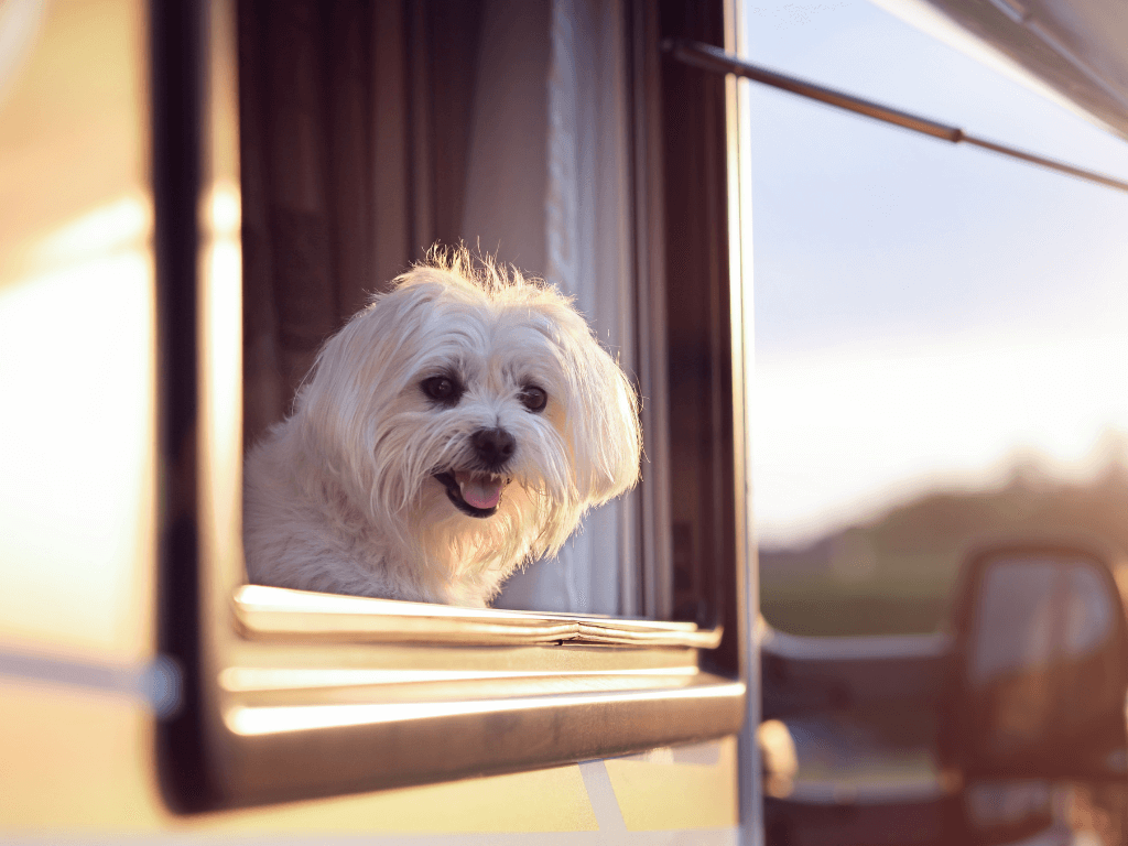 hund im wohnmobil lassen