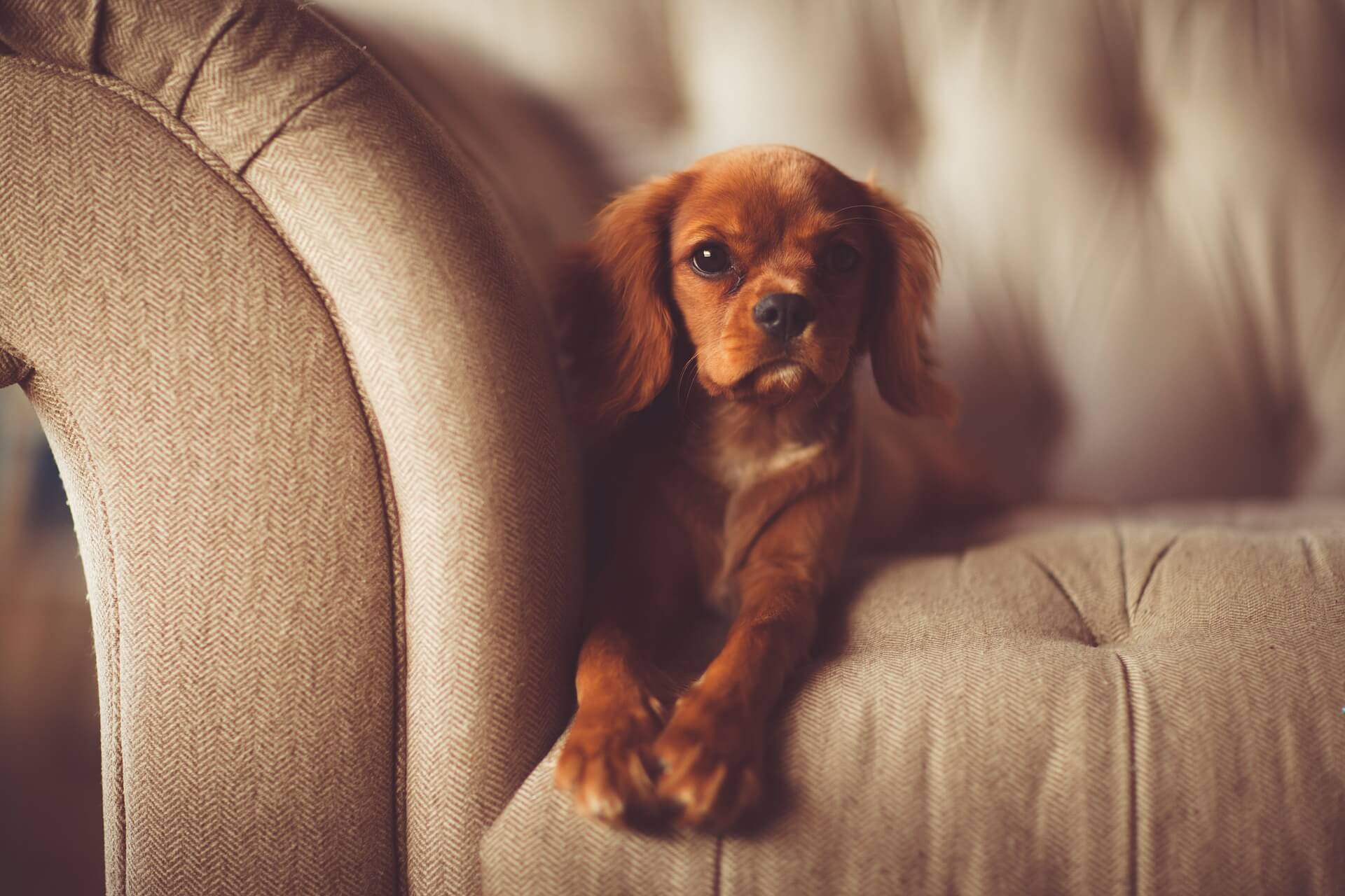 hund liegt auf couch