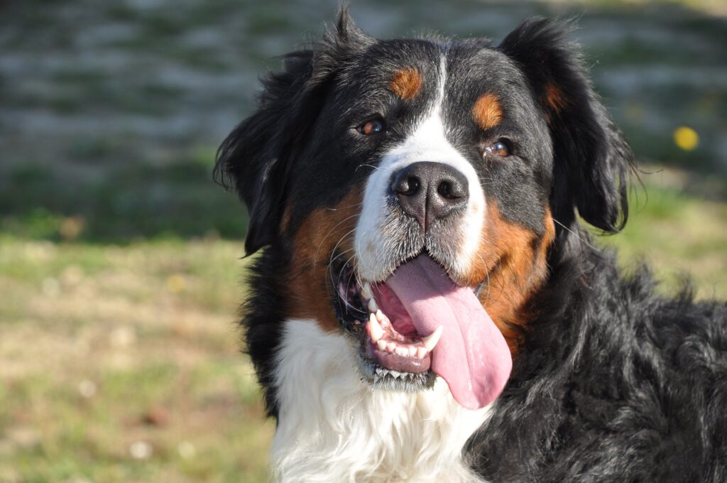 Großer Bernhardiner Hund