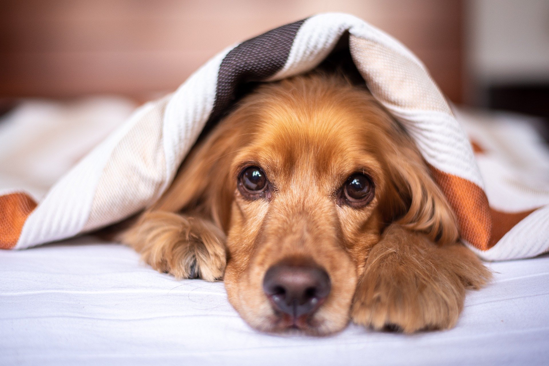 Brauner Hund liegt unter einer Decke