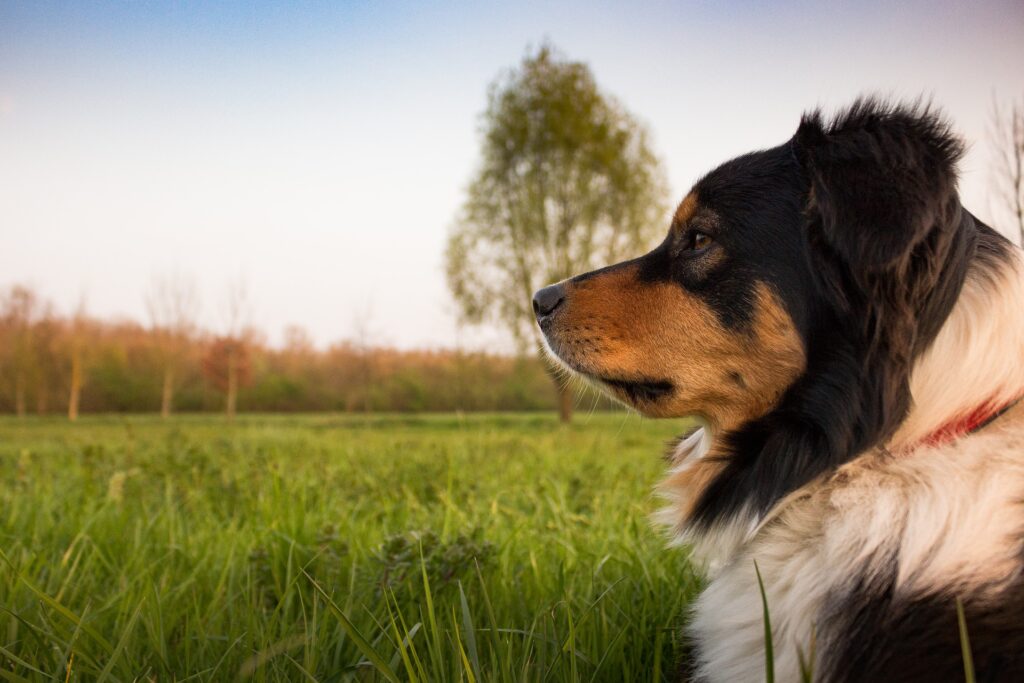 Hund auf einer Wiese