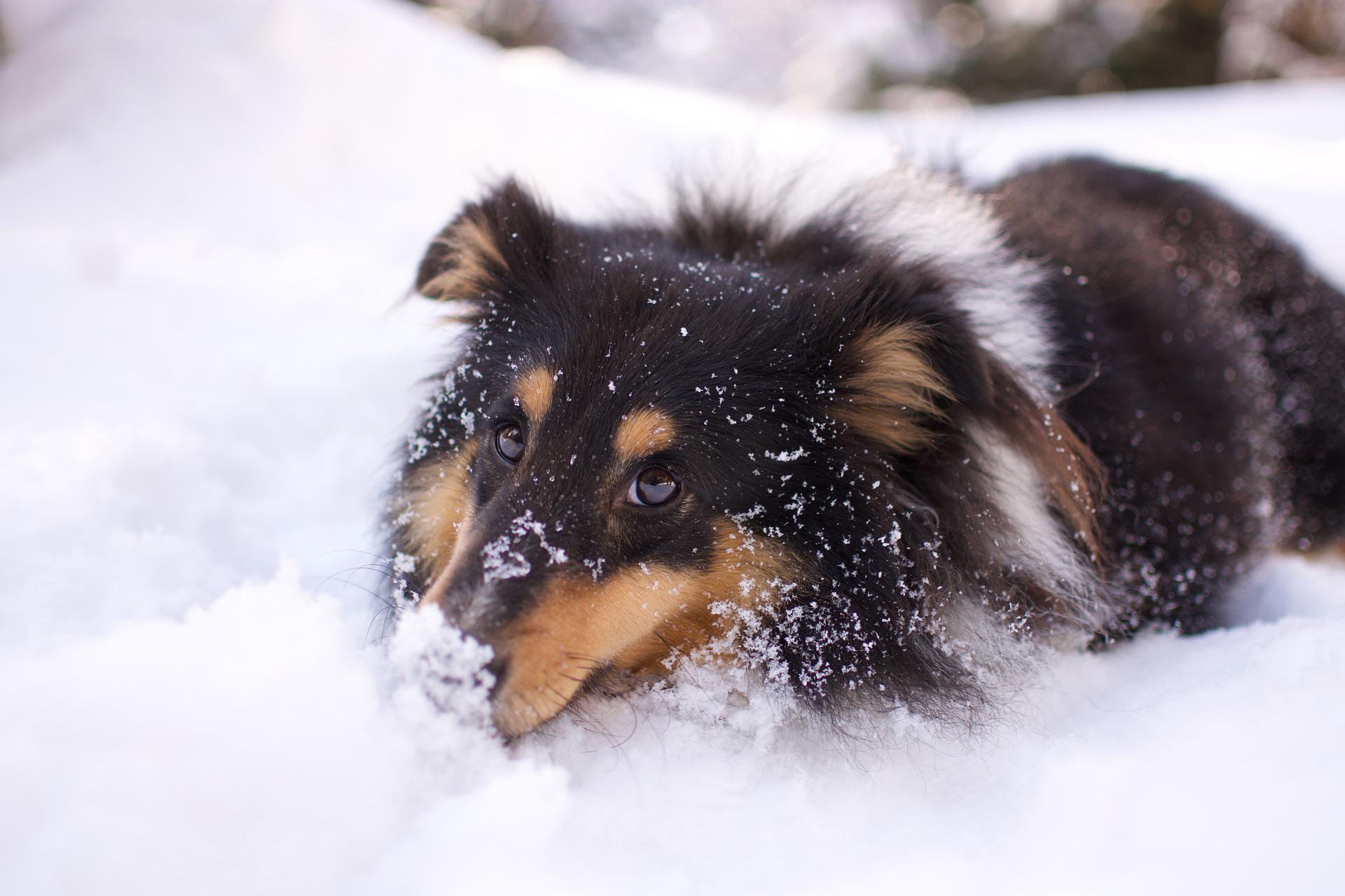 Berger Shetland Hund spielt im Schnee