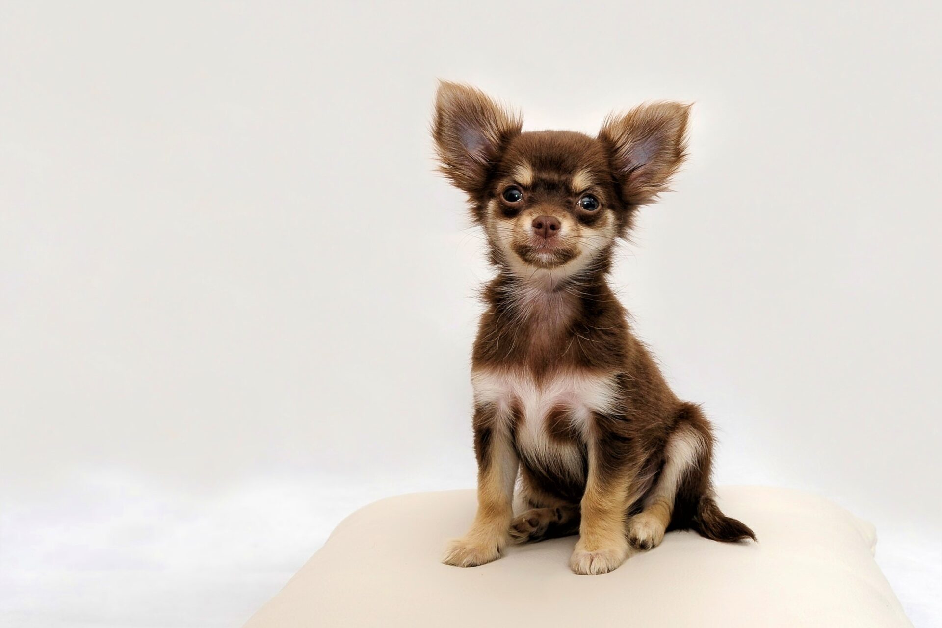 Chihuahua Hund