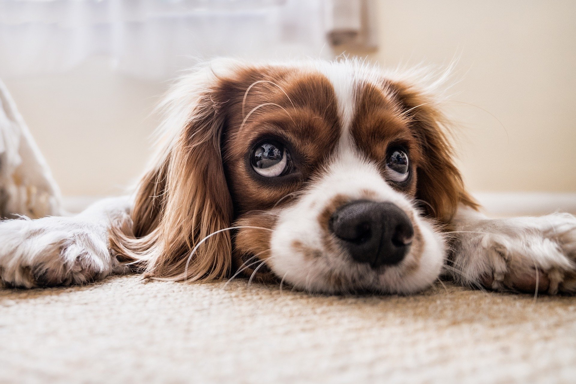 Cocker-spaniel Hund liegt auf Decke