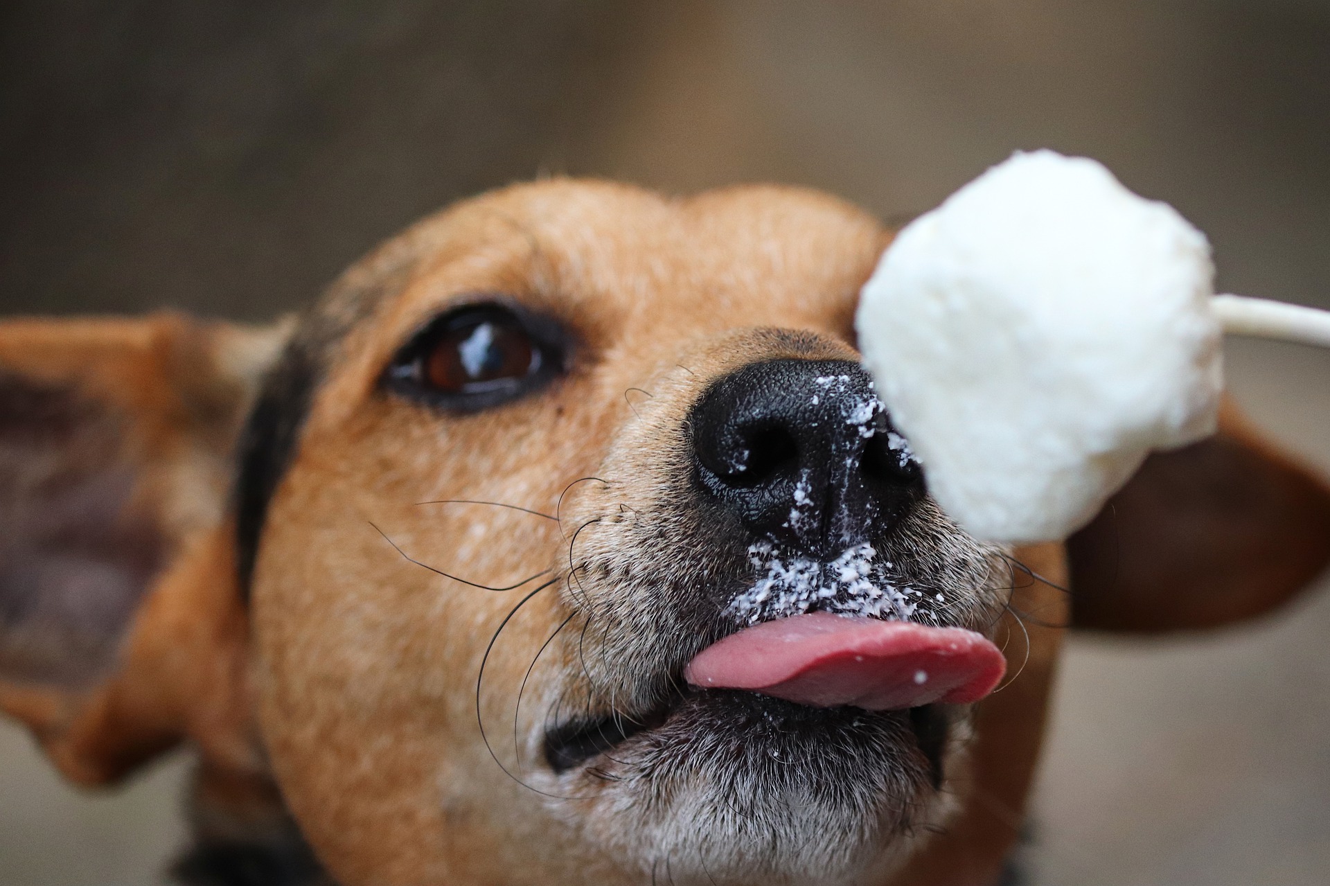 Hund frisst Eisfutter