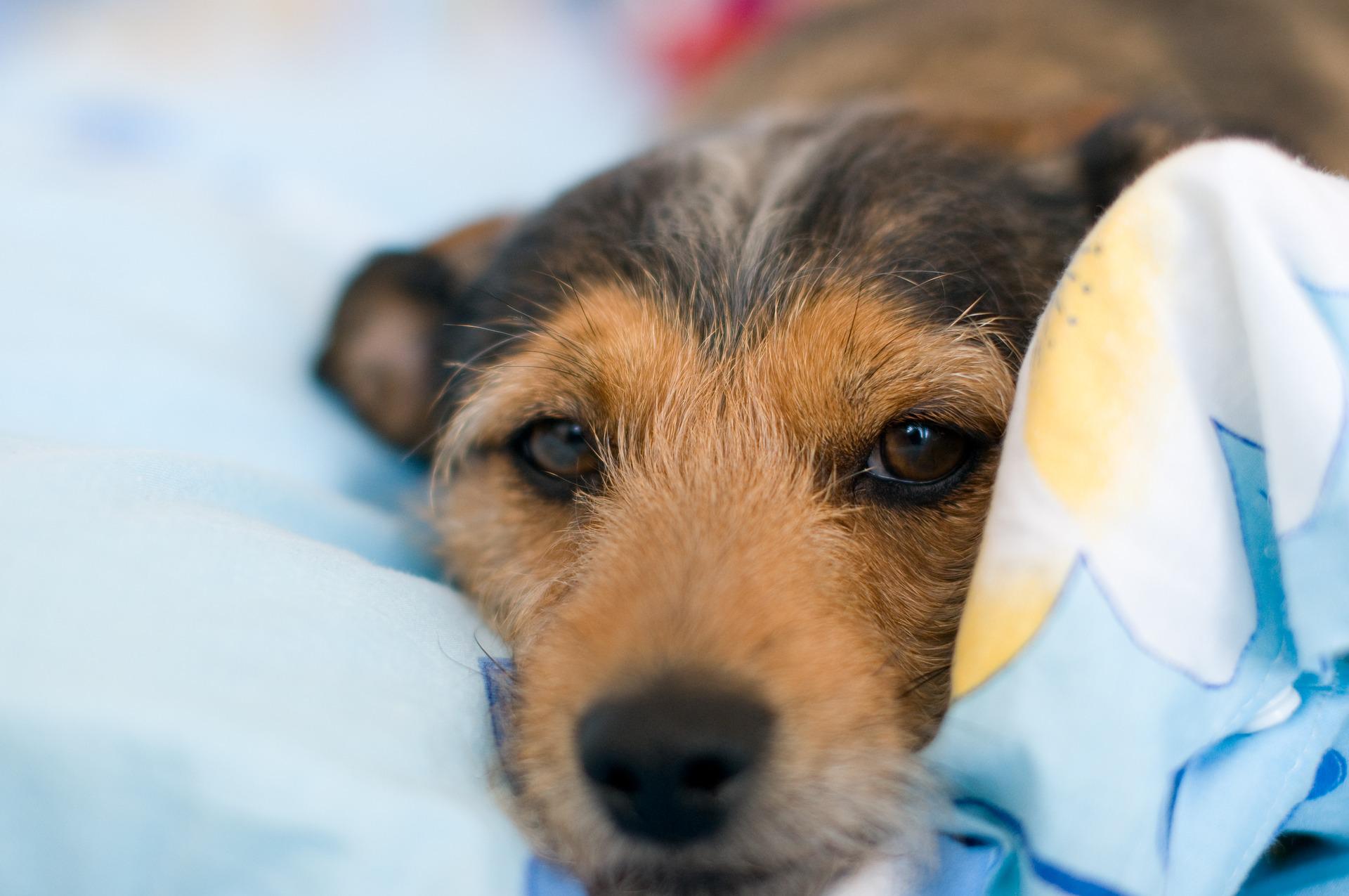 Hund liegt auf Kühlmatte