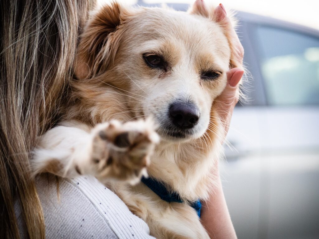 🥇 Hundedecke fürs Auto 2024: Der große Deckenguide