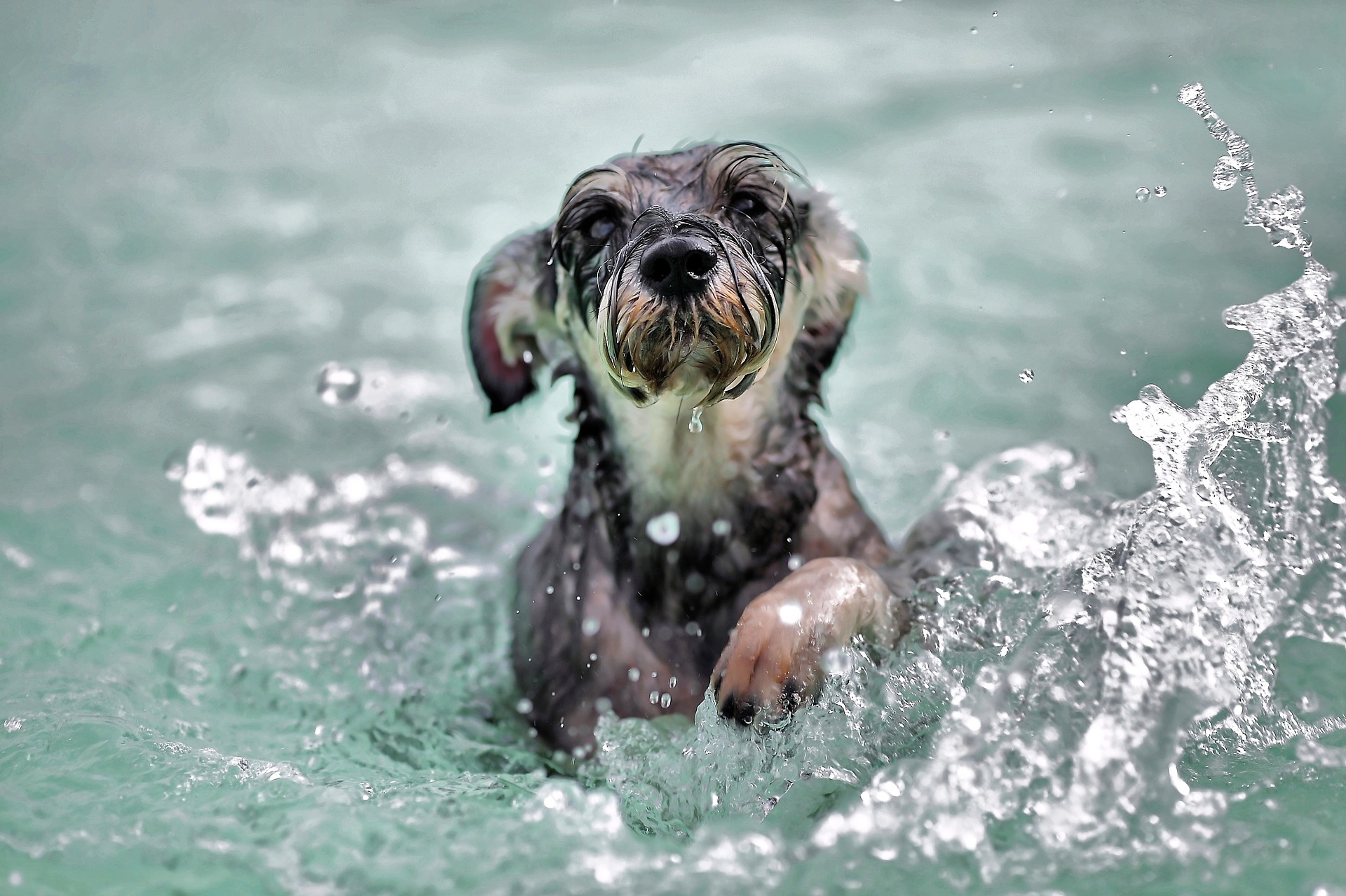 Ein kleiner Hund badet im Wasser