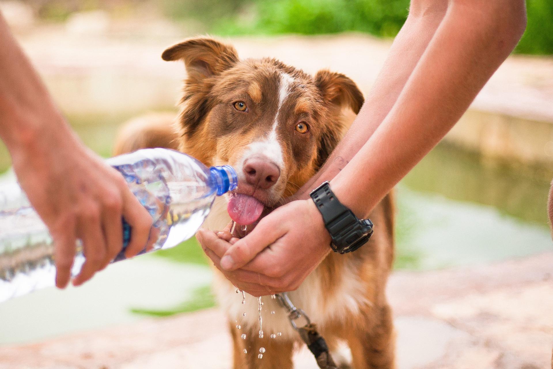 Hund trinkt aus einer Wasserflasche