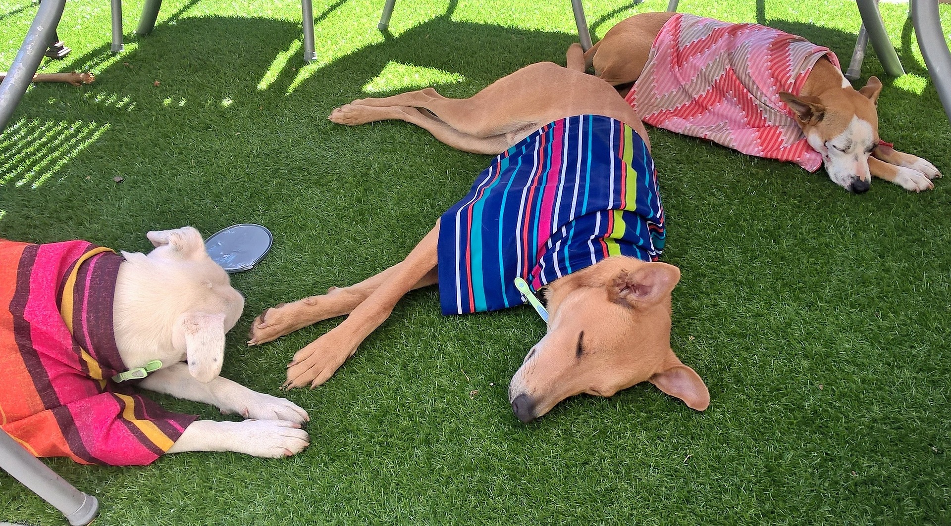 hunde liegen im schatten ulrike mai