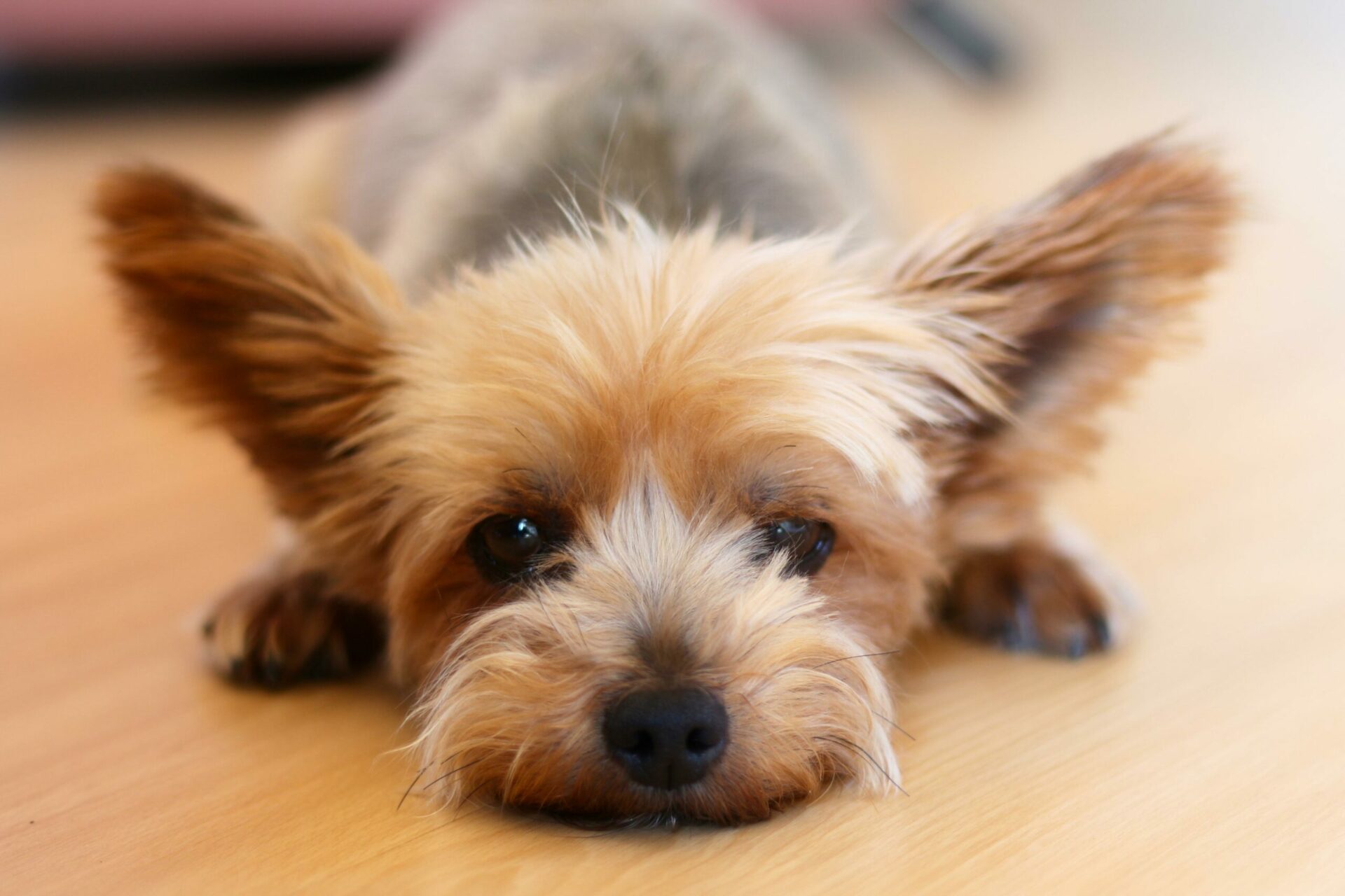 Yorkshire Terrier