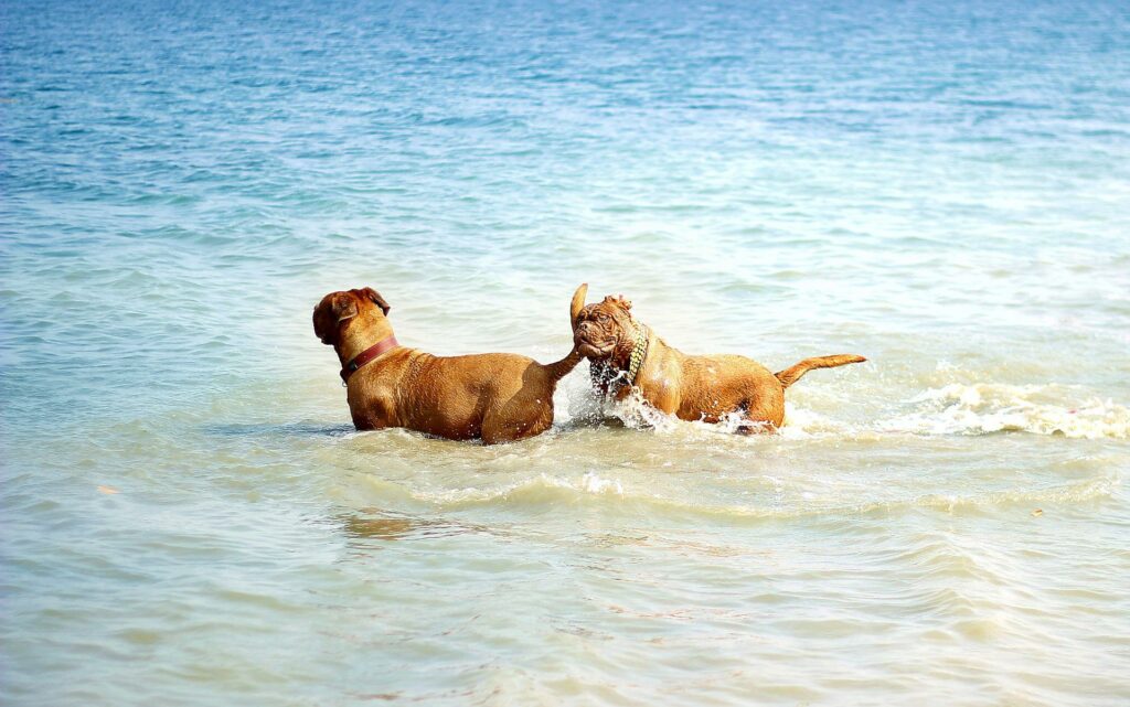 Zwei Hunde baden im Meer