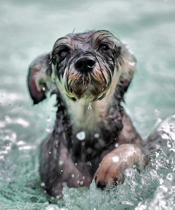 hund planscht im wasser