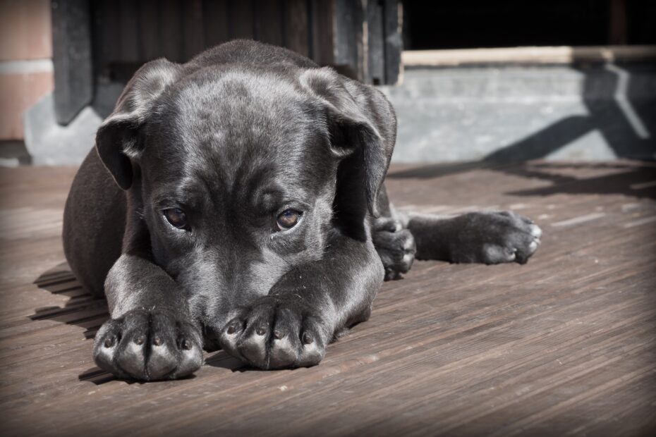 schwarzer hund versteckt sich