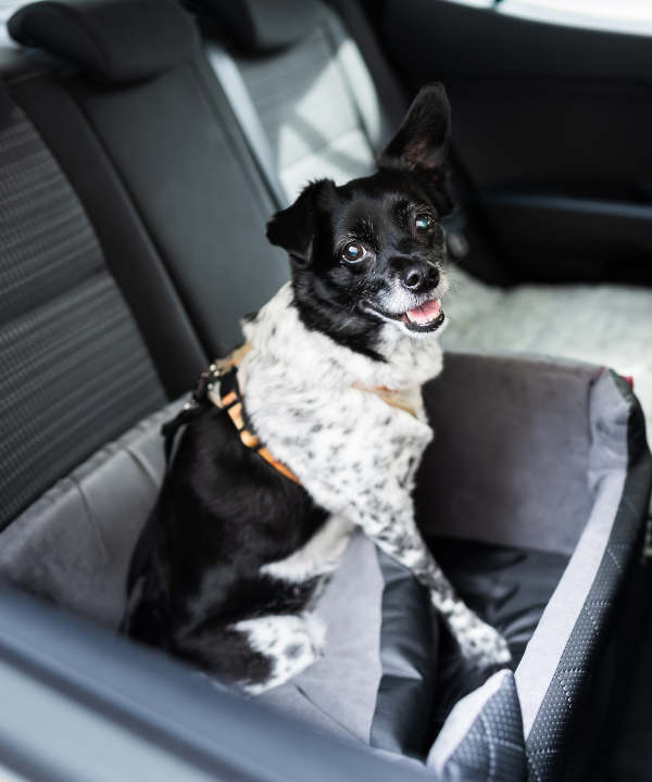 sichere transportmöglichkeit für den hund