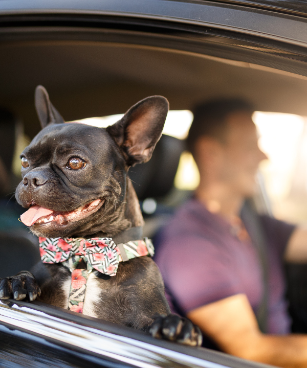 Boutique Zoo Autohundesitz  Sicherheit für den Hund, Hygiene fürs