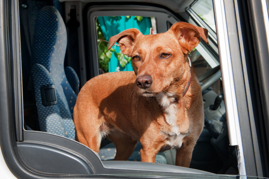 hund im wohnmobil transportieren