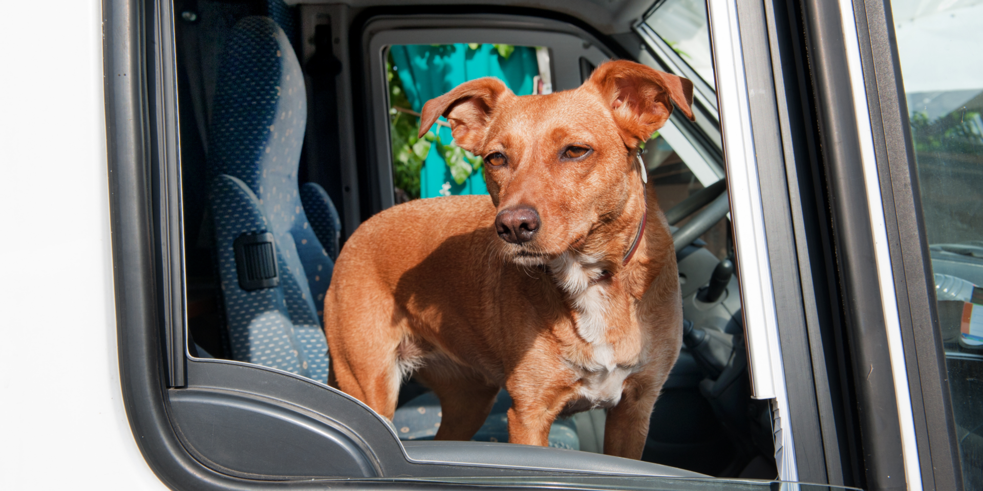 Müssen Hunde im Auto angeschnallt werden?