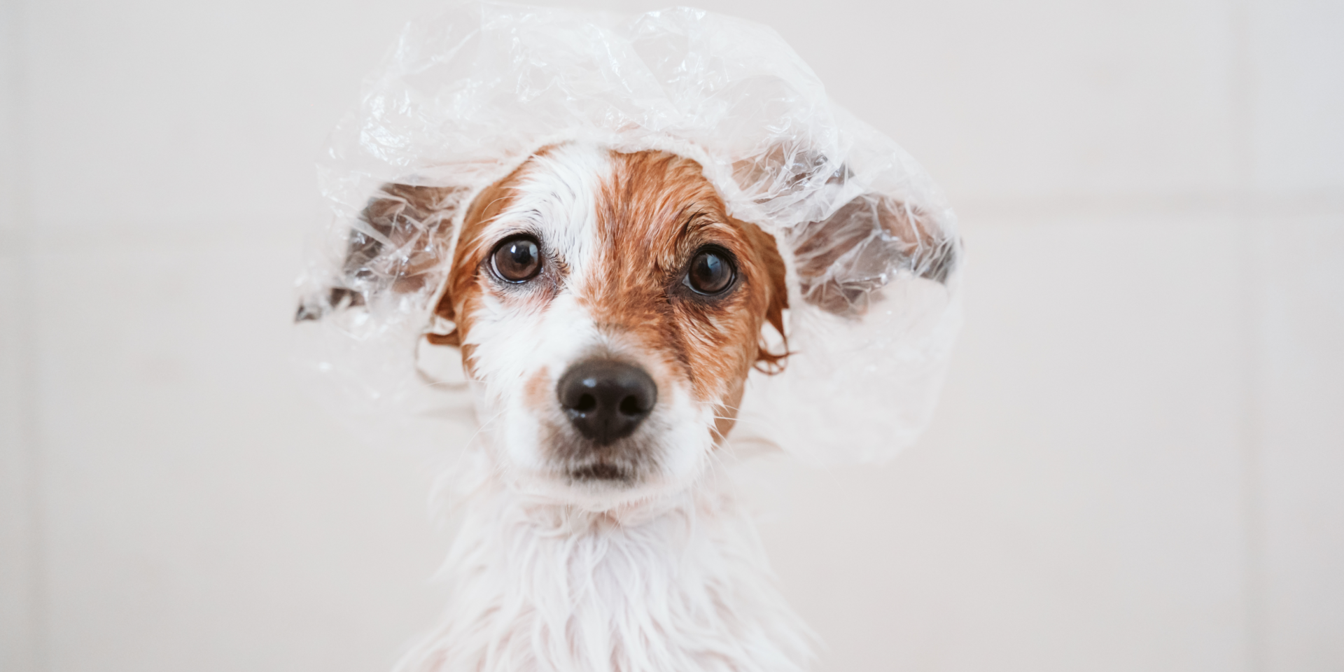 hund mit duschhaube