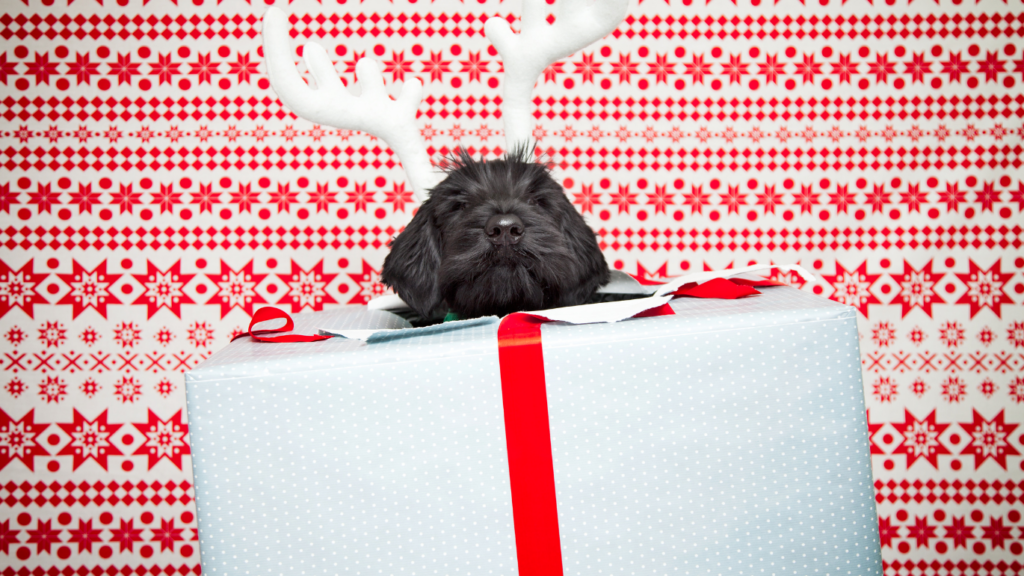 hunde adventskalender selber befüllen