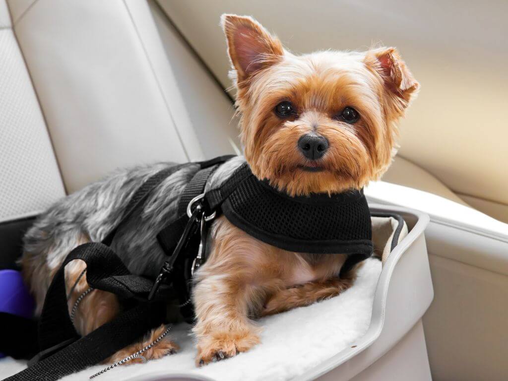 Autoschutzdecke für Hunde: Warum du eine brauchst und wie du die