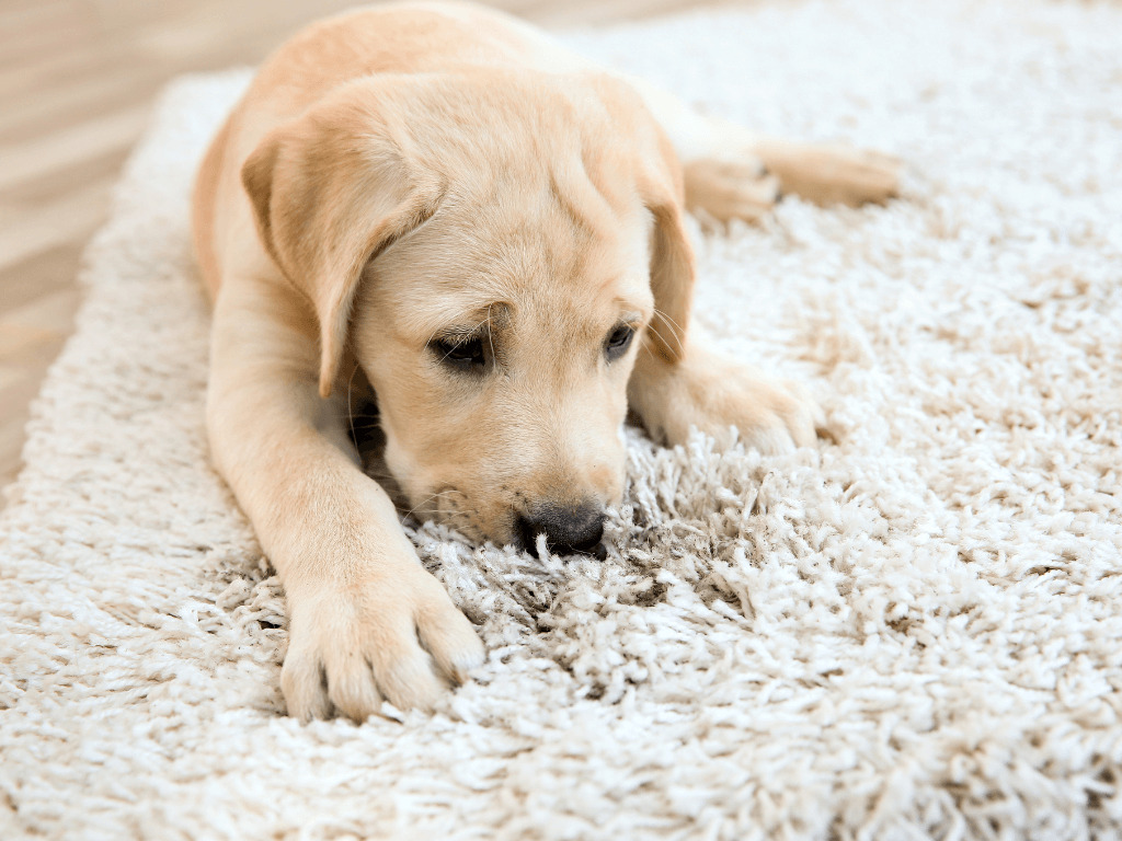 hund auf schnüffelteppich