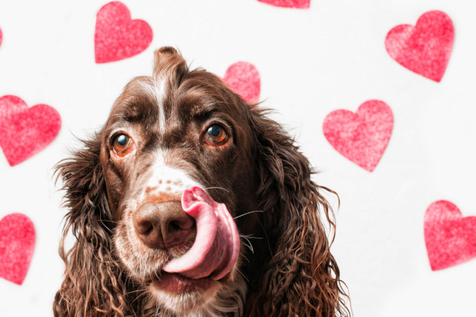 geschenke für hundebesitzer