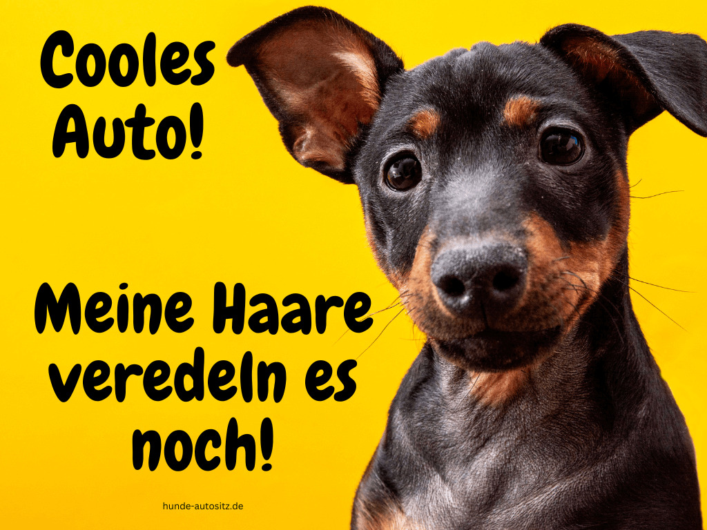 🥇 Hundedecke fürs Auto 2024: Der große Deckenguide
