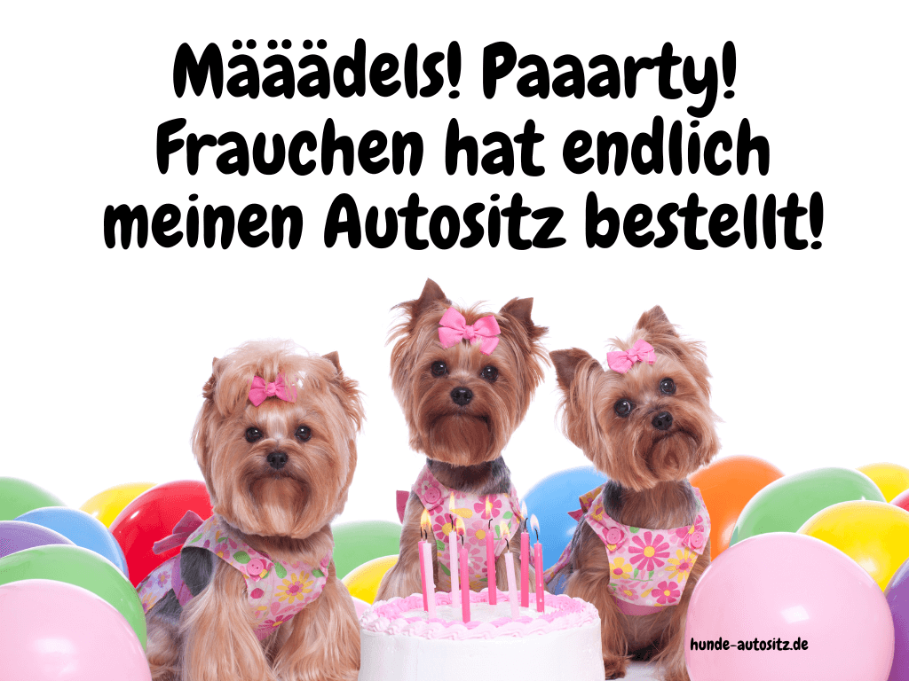 maedels party hundeautositz