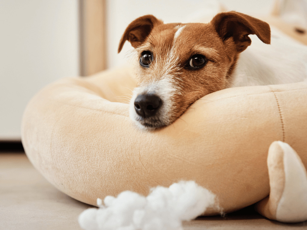 hund im hundebett