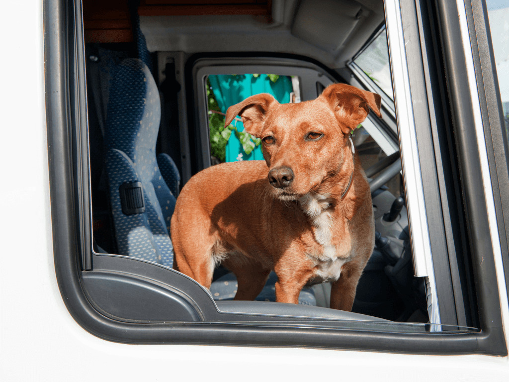 hund im wohnmobil