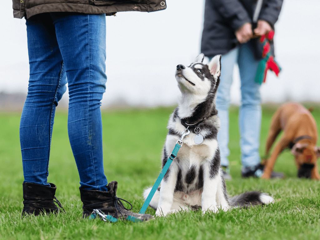 hundeschule vor ort