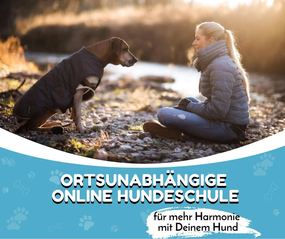 online hundeschule connie sporrer