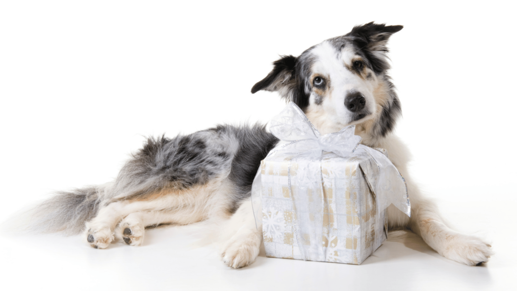 geschenke fuer hundebesitzer hund mit paket