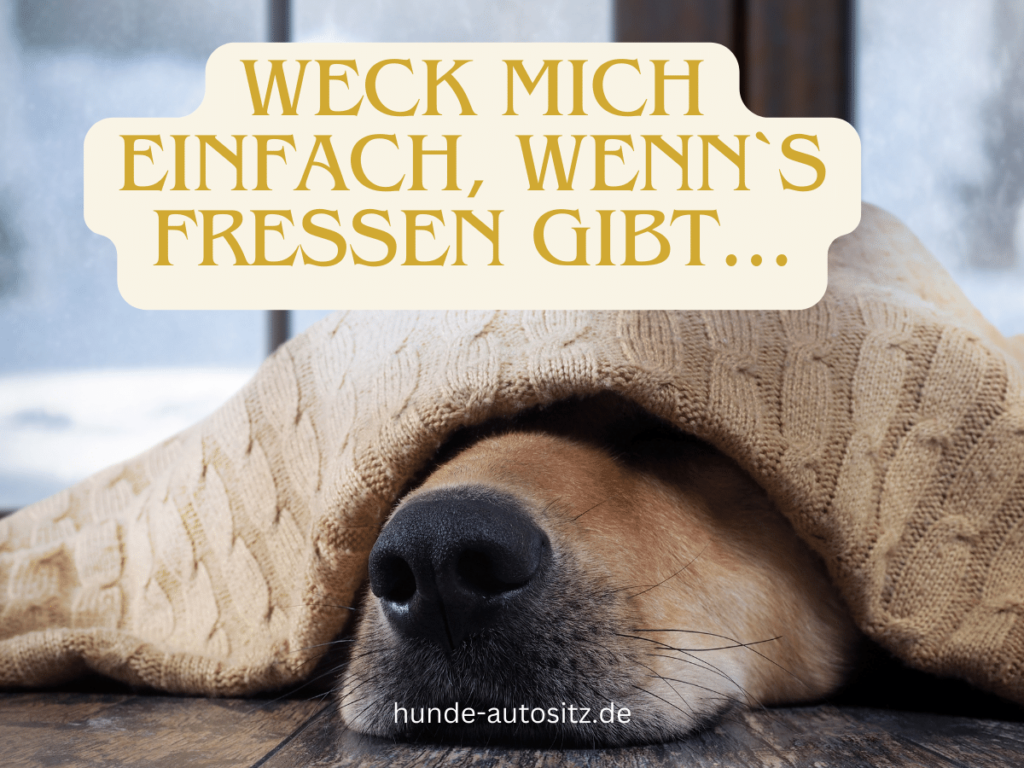 hunde unter hundedecke