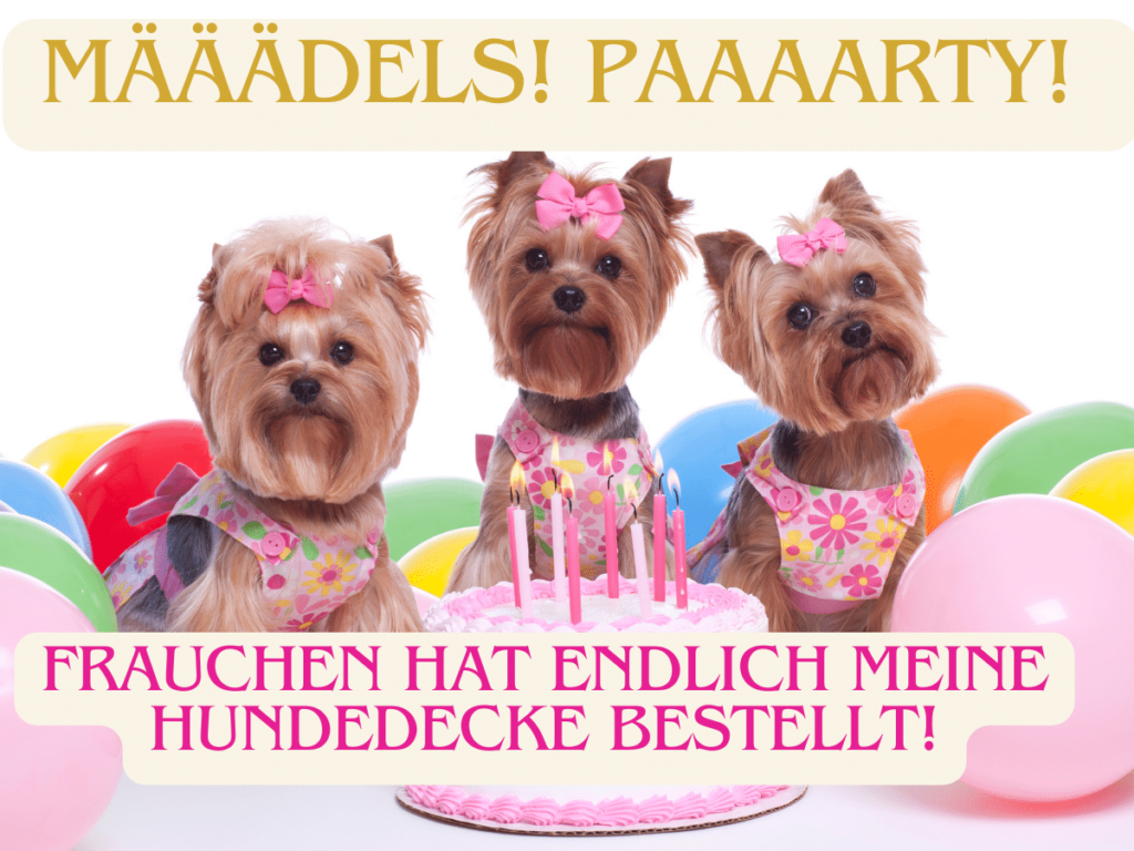 hundedecken hunde feiern party